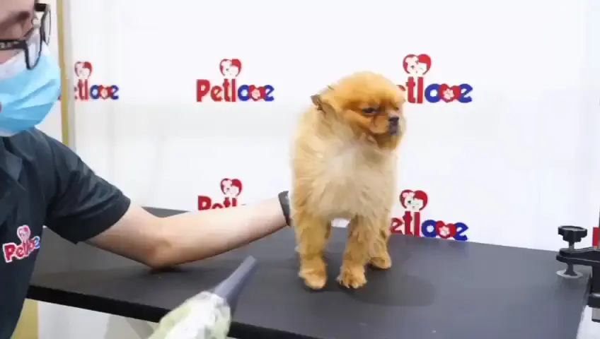 A groomer brushing a Pomeranian on the grooming station at Petlove
