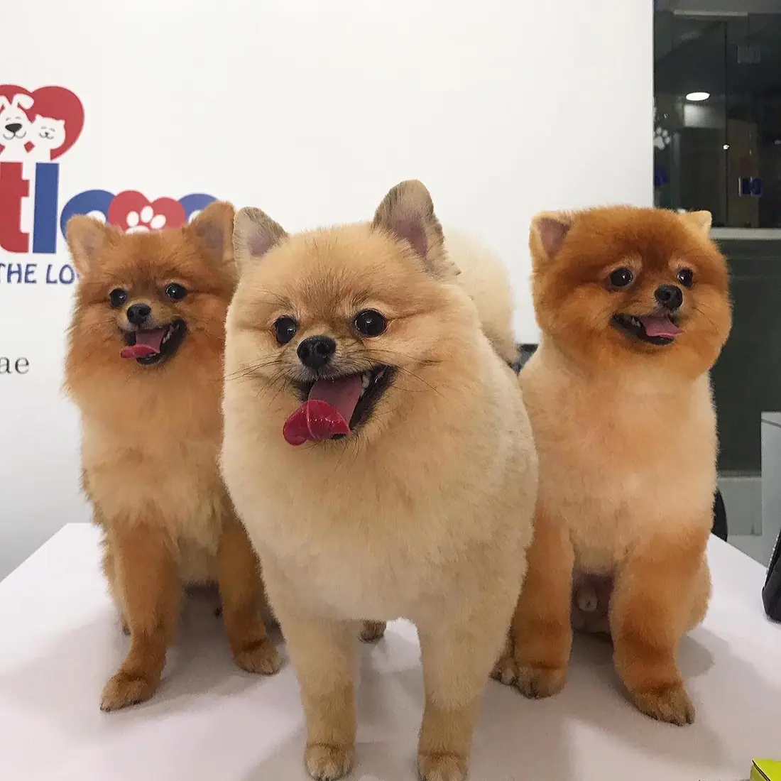 Three freshly groomed Pomeranians on the grooming station at Petlove