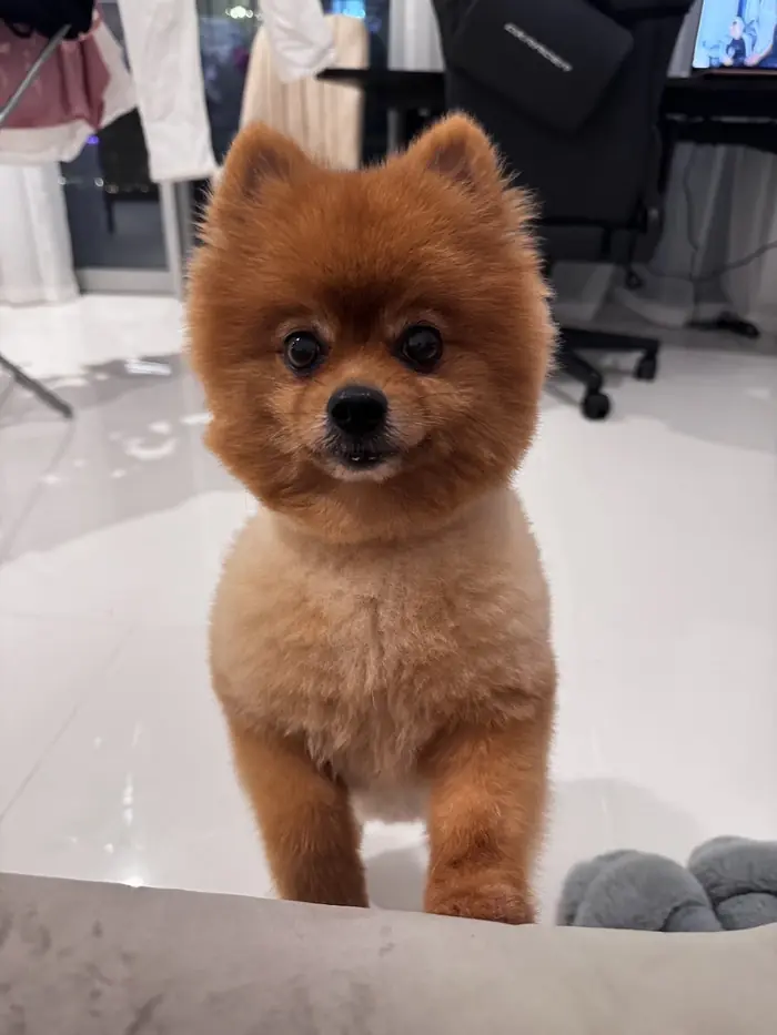 A Pomeranian after a fresh groom