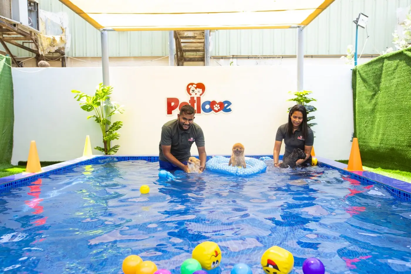 A small dog with a Petlove handler at the pool