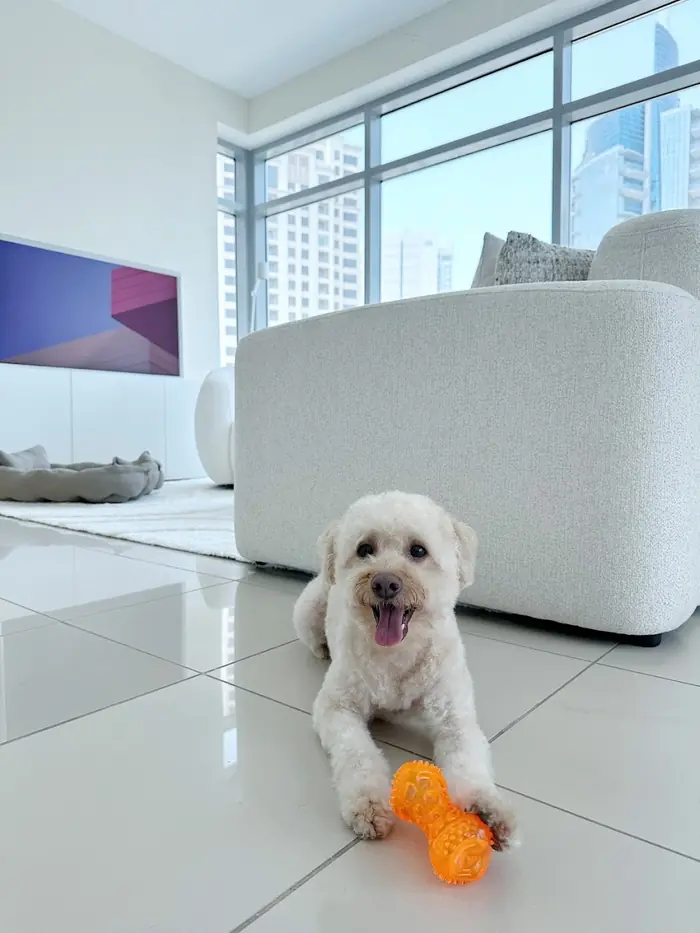 A fluffy white dog at Petlove
